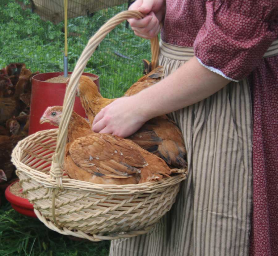 hens